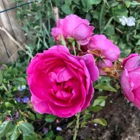 Parade Climbing Rose (Rosa Parade) 4